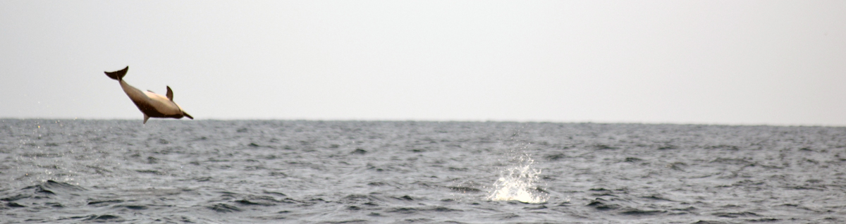 Dolphin watching in Kalpitya