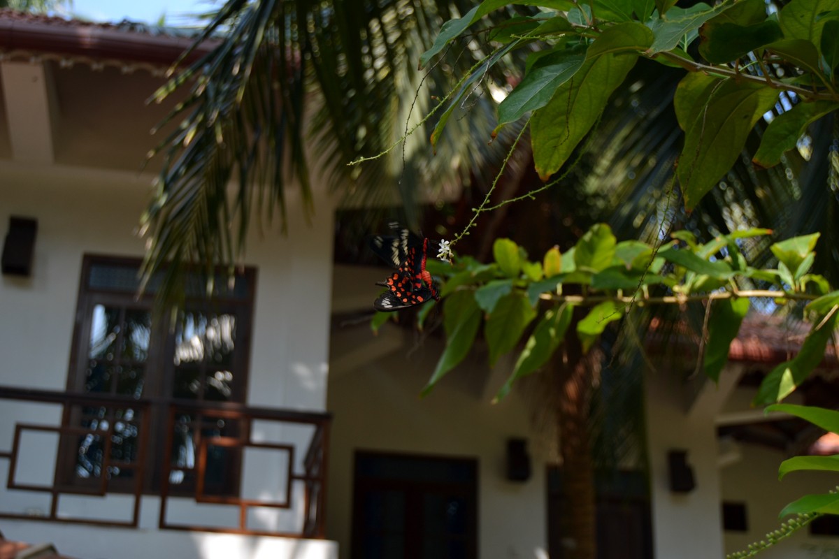 The hotel Kappalady kitegarden