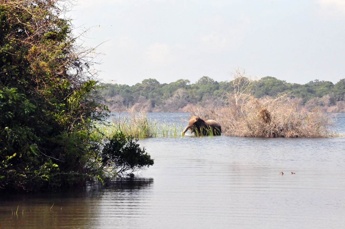 Elephant in Wilpattu national park