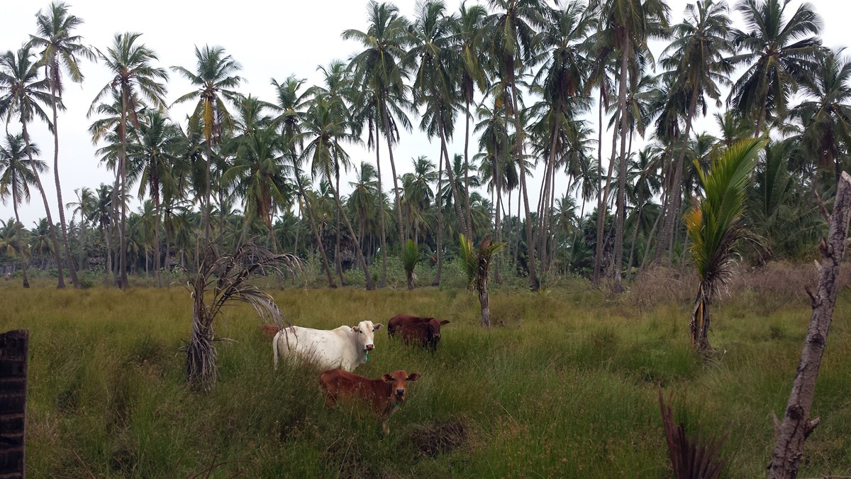 What you might see if going for a run in Kappalady